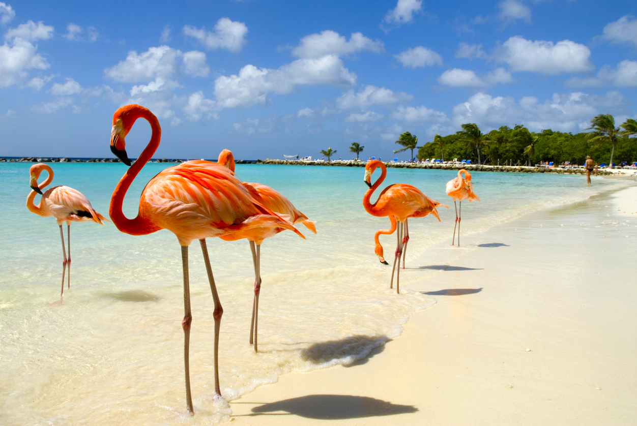 Flamingos standing close to the sea on a beach in Aruba.