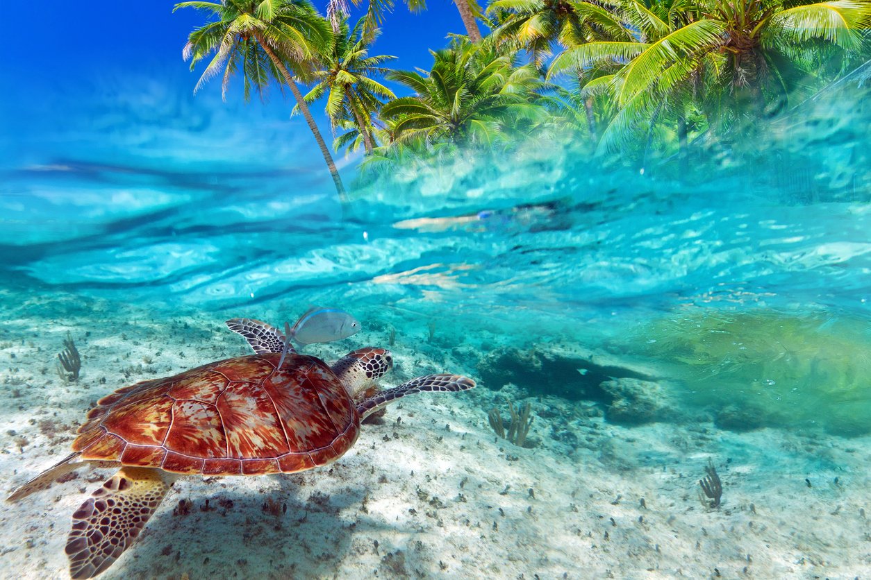 Schildkröte im karibischen Meer
