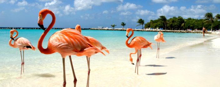 Urlaub Auf Aruba 9 Tage Karibik Im Glamping Hotel Mit Flug Nur 599