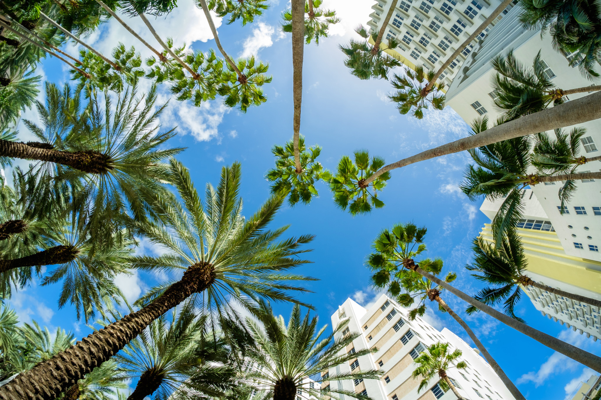 Beste Reisezeit für Florida Palmenparadies