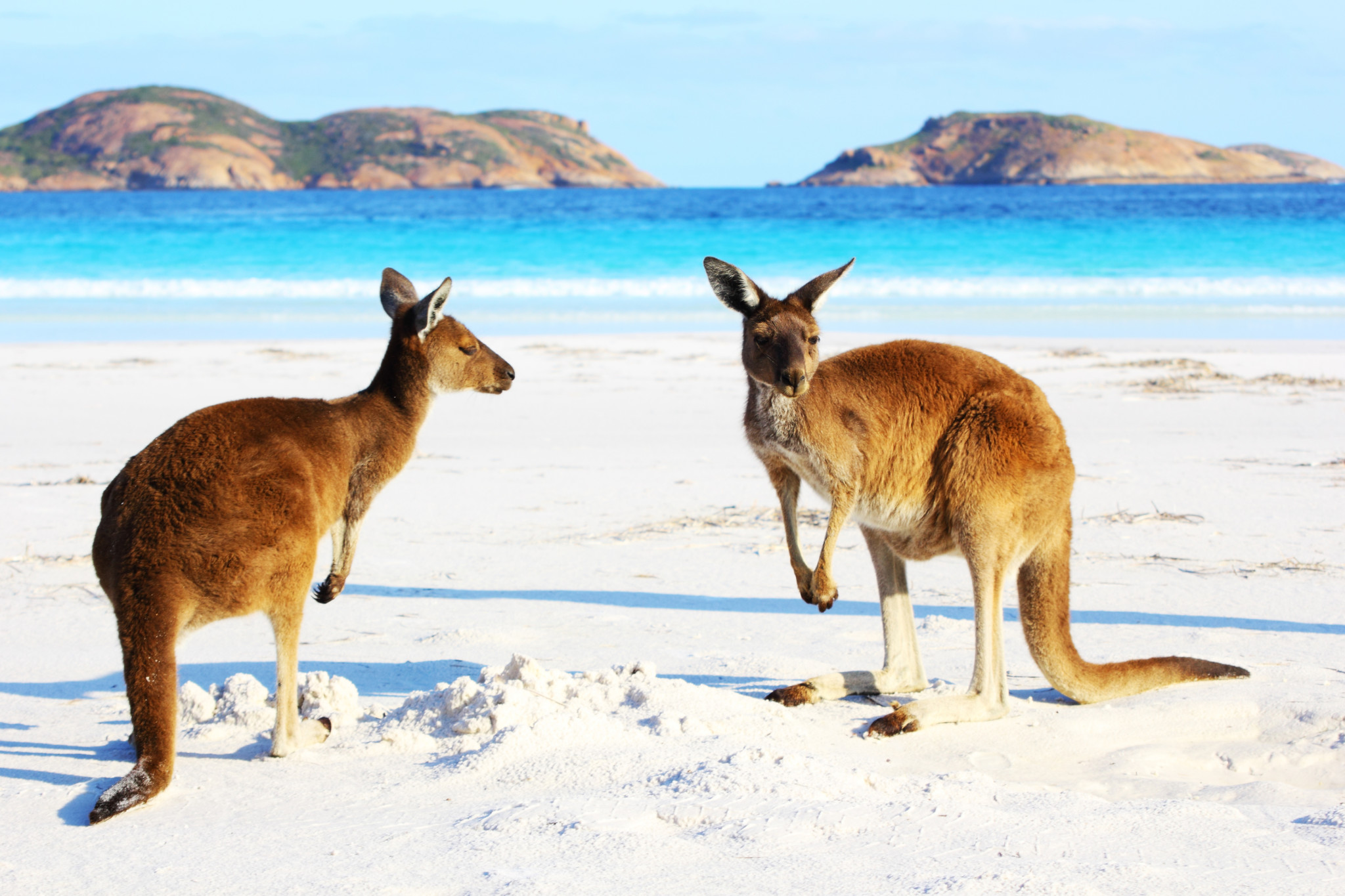 Beste Reiseziele in Australien Kängurus