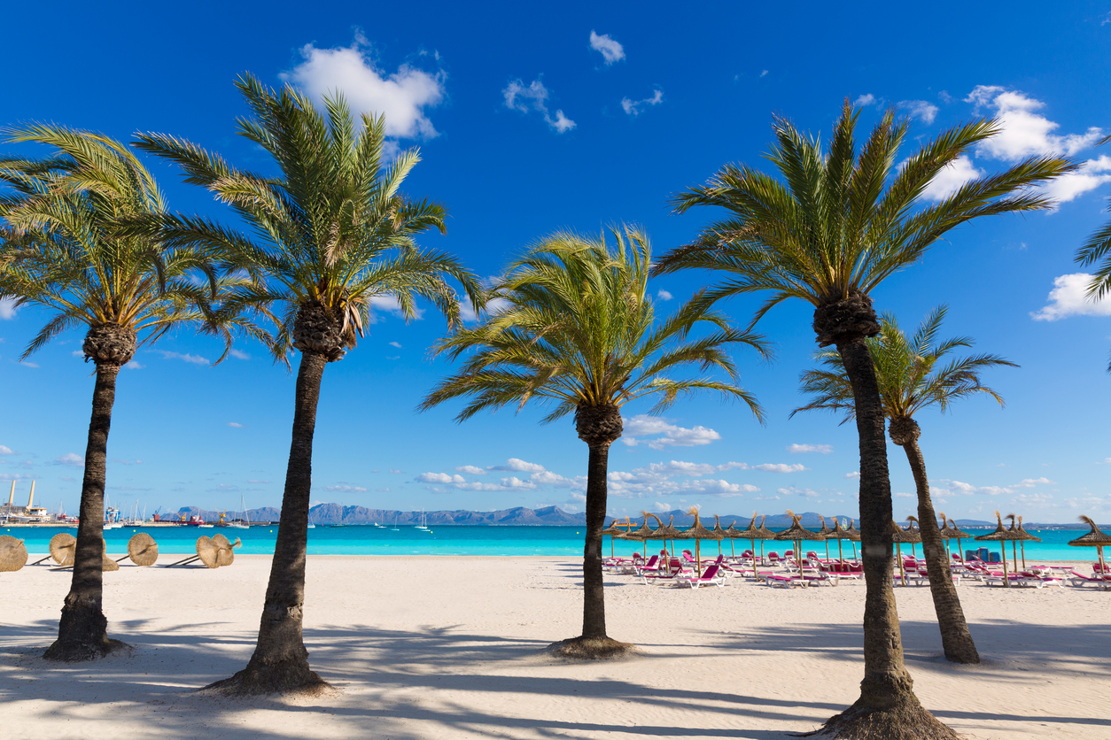 Mallorca Reiseführer Alcudia Strand mit Palmen