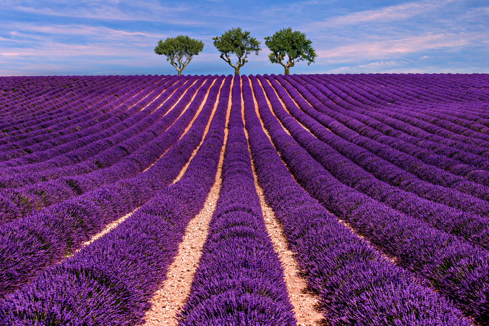 Die Provence Zur Lavendelblute 7 Tage 121 Mit Flug Hotel