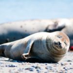 Seehunde beobachten an der Nordsee