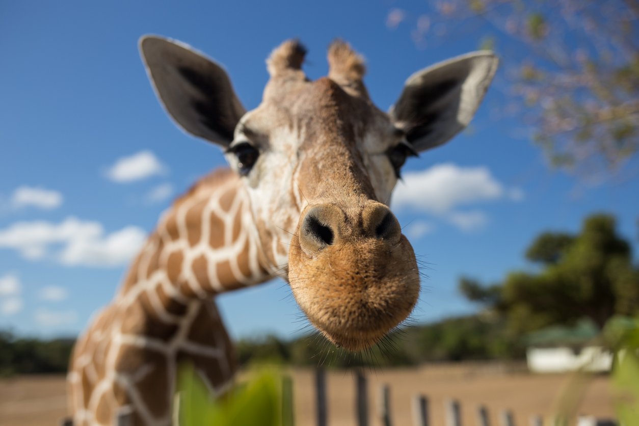 Giraffe Manor: in diesem Hotel in Kenia frühstückt ihr mit Giraffen am Tisch