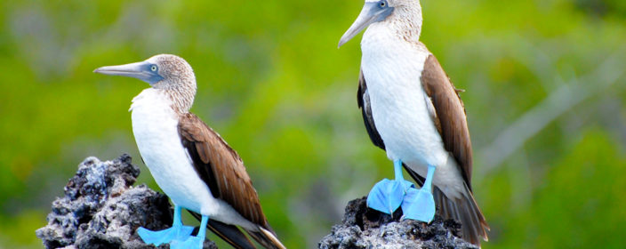 Galapagos Inseln Urlaub: die günstigsten Angebote