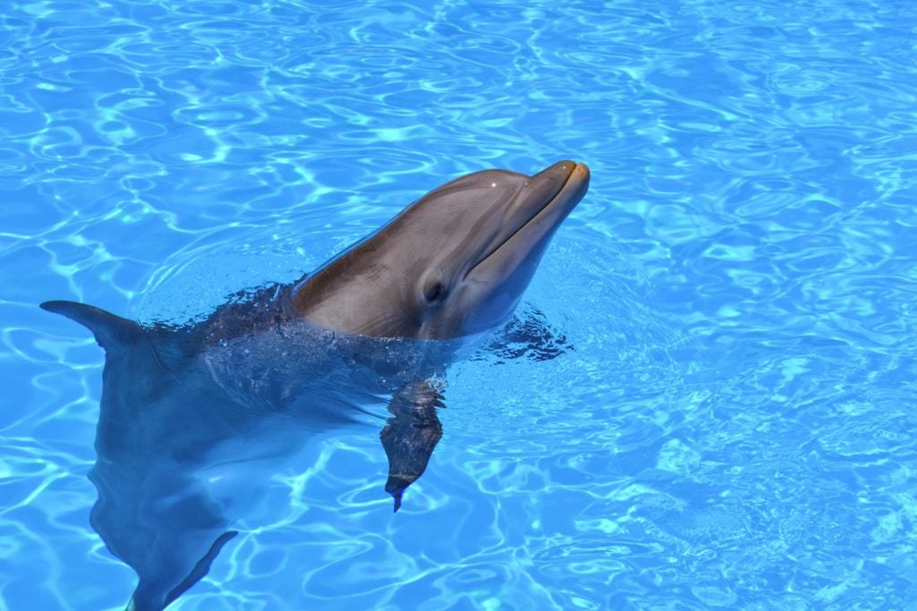 Delfine bei Teneriffa sind ganz oft zu sehen