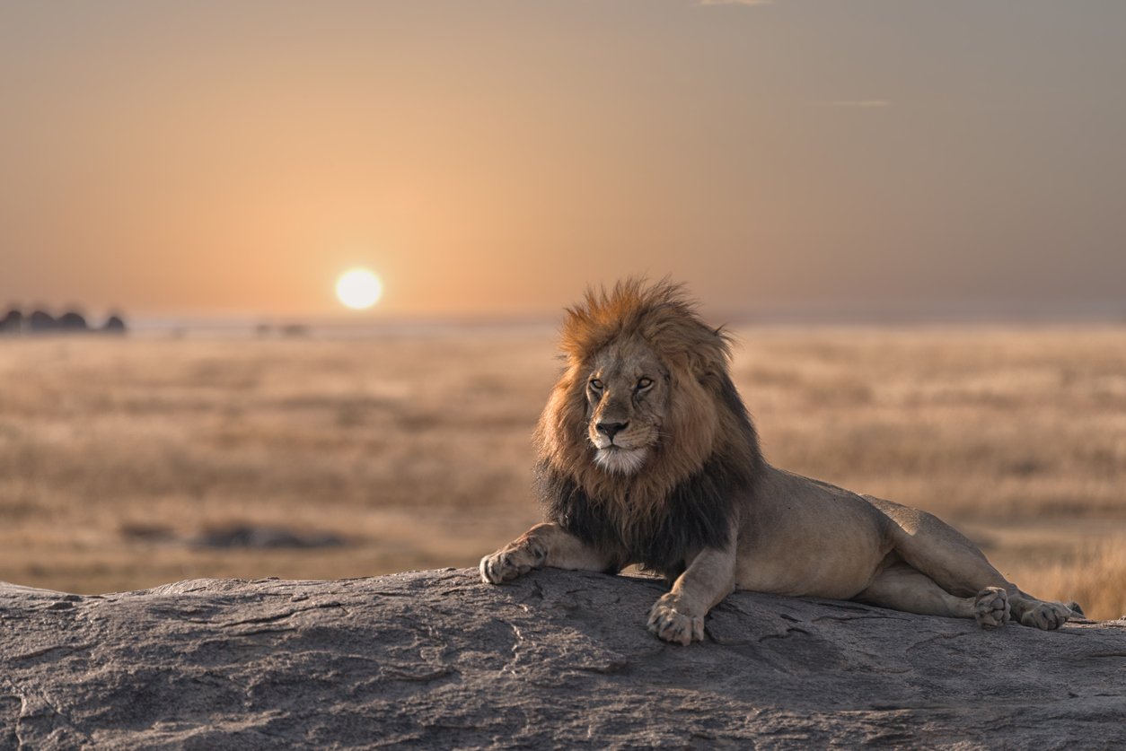 Löwe in Serengeti