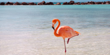 Aruba im April