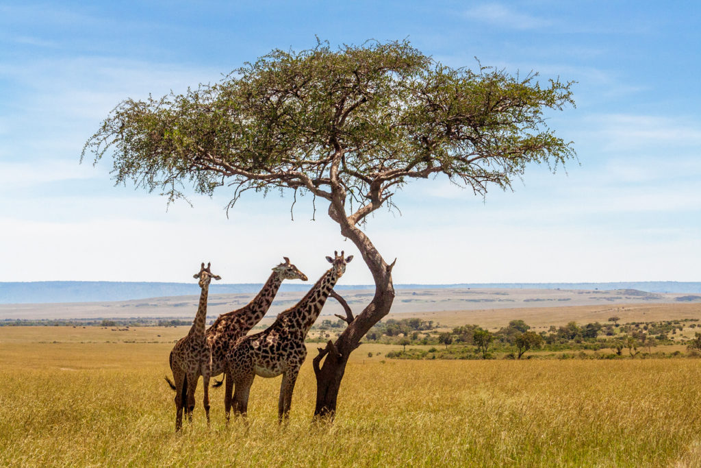Giraffen in Botswana