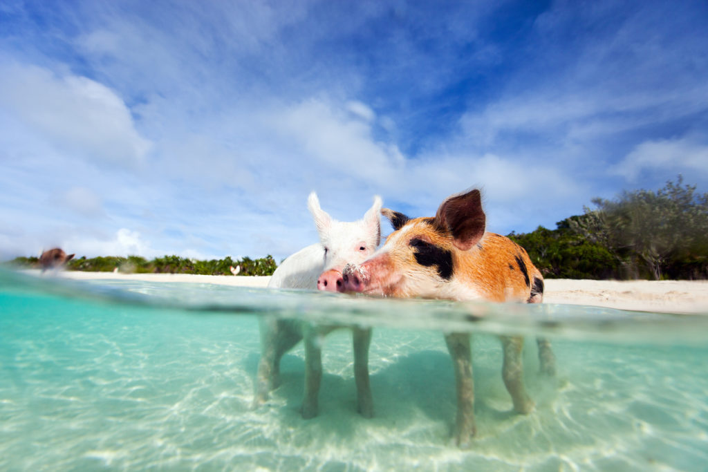 Schwimmende Schweine auf Exuma, Bahamas