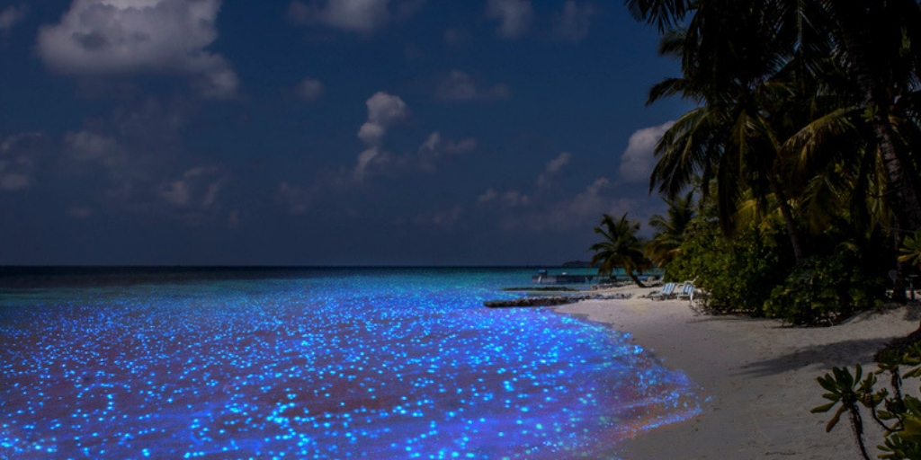 Sea of Stars: leuchtendes Meer auf den Malediven