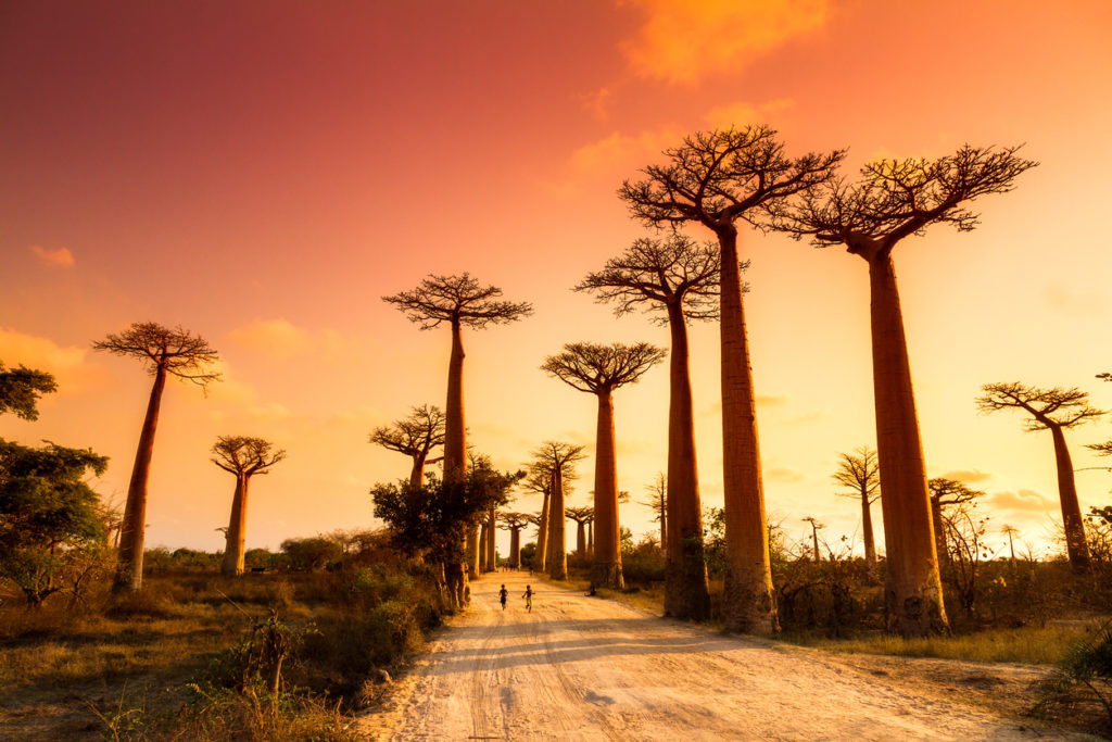 Affenbrotbaumallee, Madagaskar