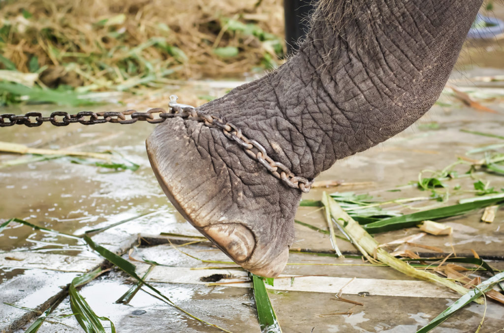 Elefant in Fußketten