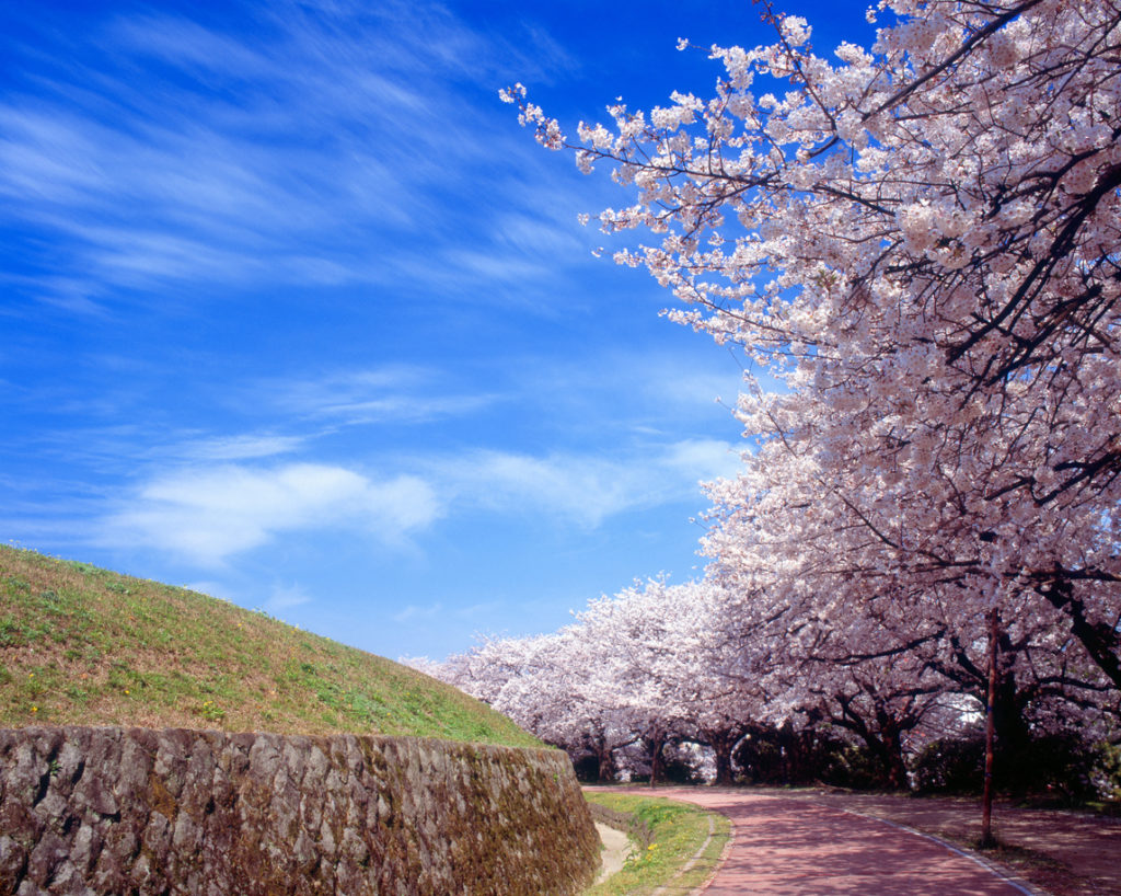 Weg gesäumt von Kirschblüten, Japan