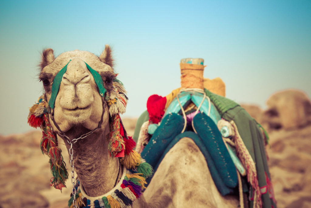 Kamel mit Beduinen Sattel in Ägypten