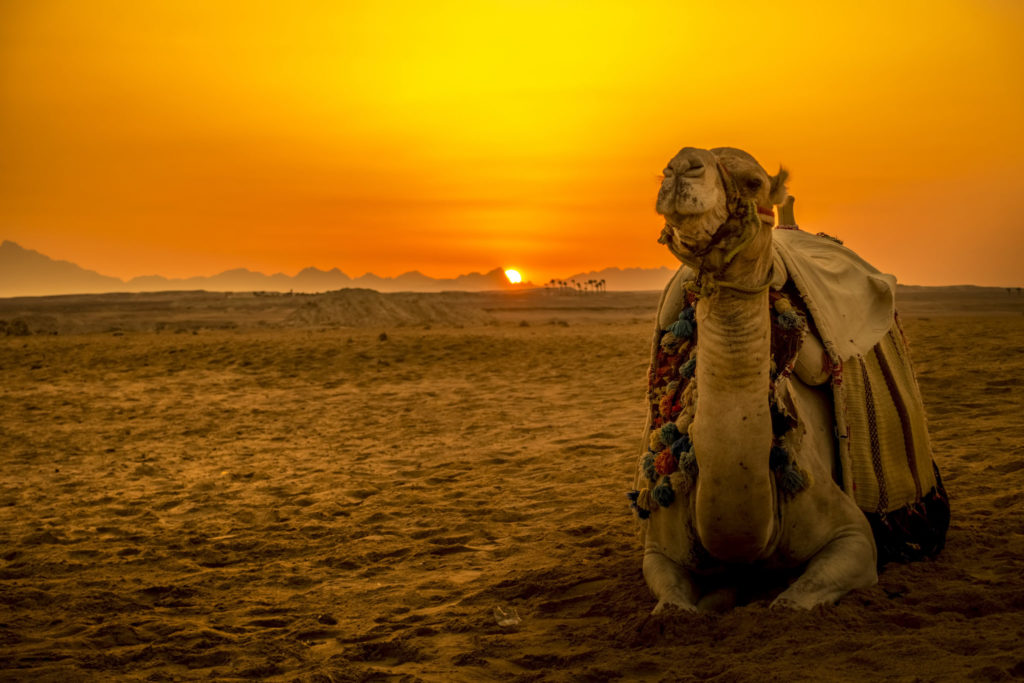 Kamel Safaritour: eine abenteuerliche Reise von Hurghada