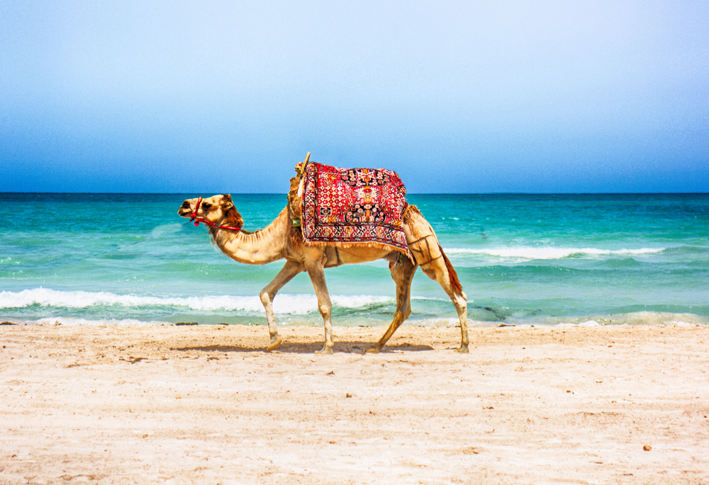 Kamel spaziert am Strand, Tunesien