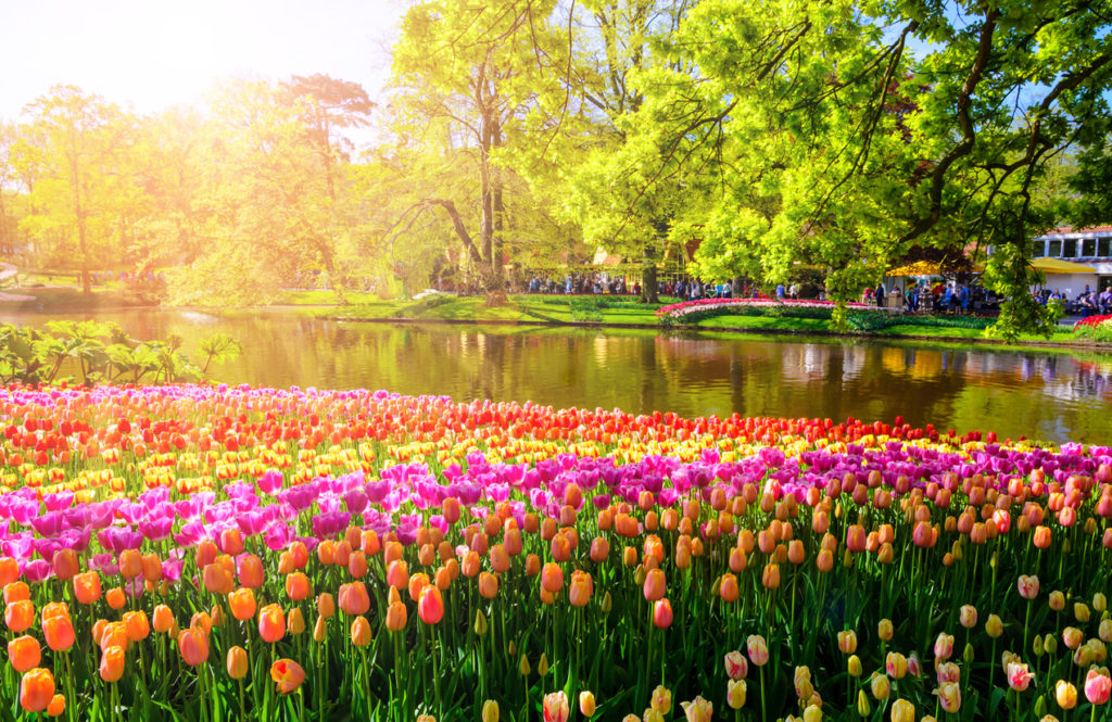 Flores de tulipanes en Holanda &#8211; Descubre coloridos mares de flores