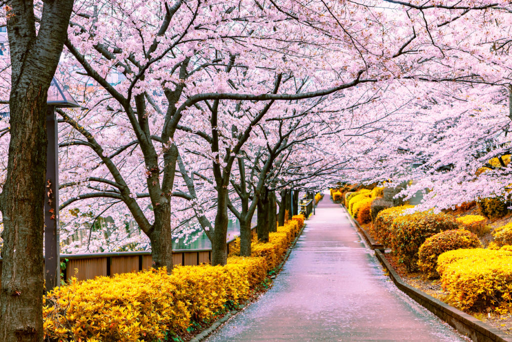 Gehweg unter der wunderschönen Kirschblüte, Japan