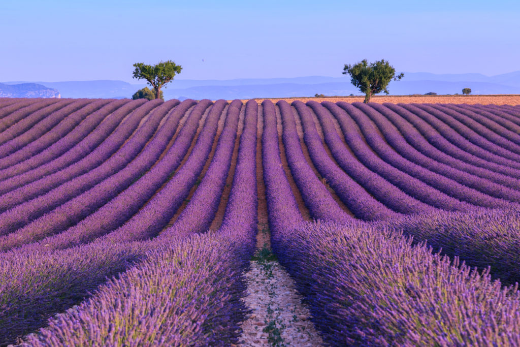 Lavendelfelder in der Provence, Frankreich