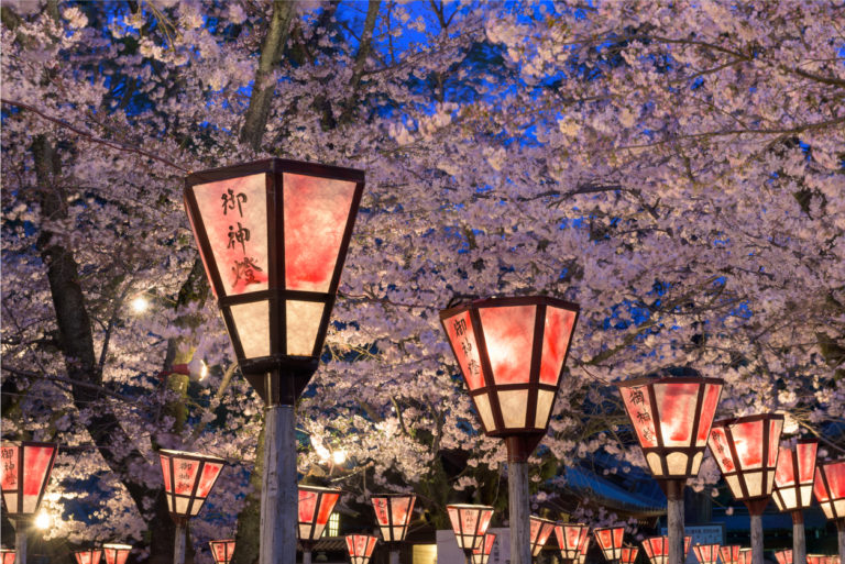 Sakura Festival in Japan