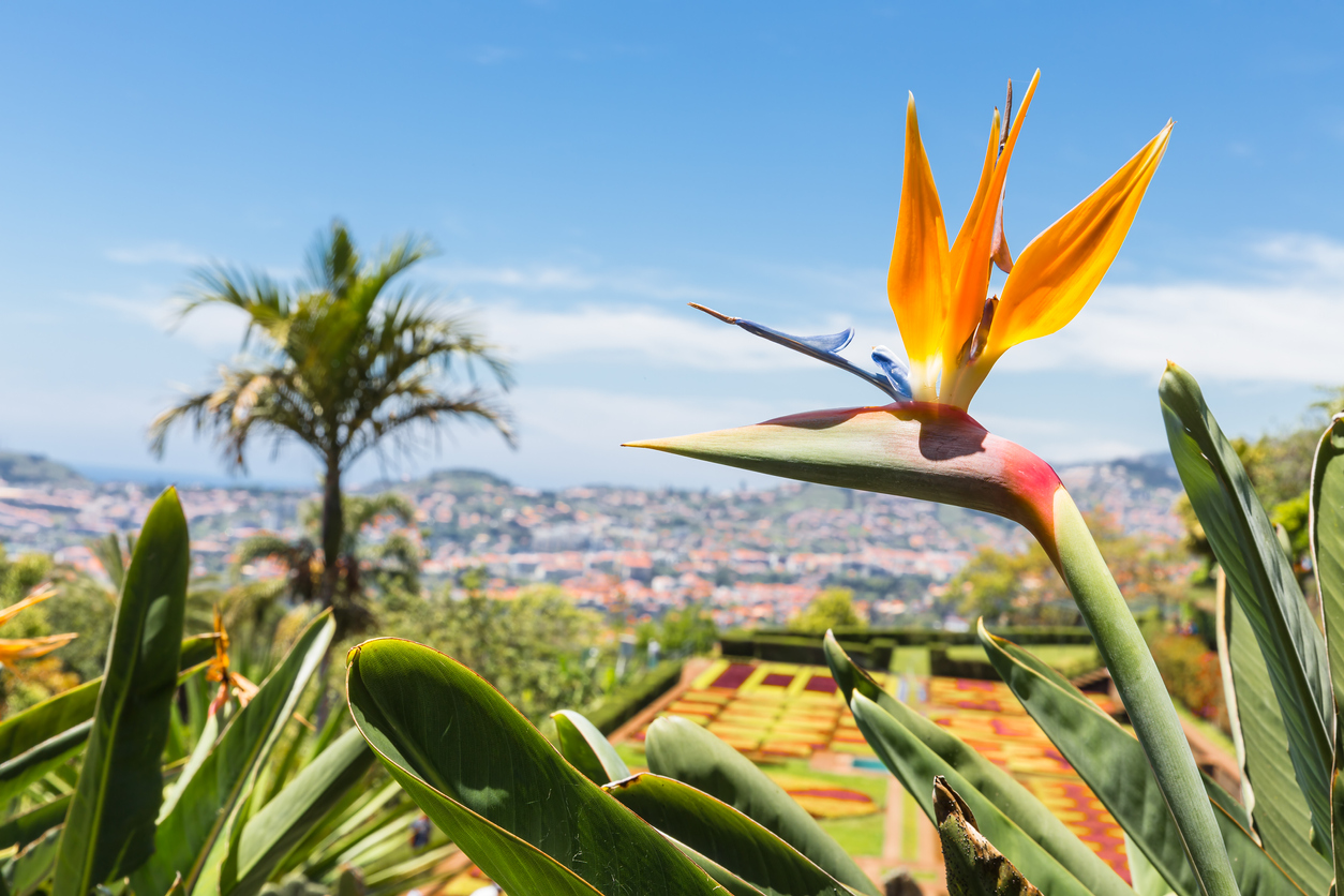 Blumen auf Madeira
