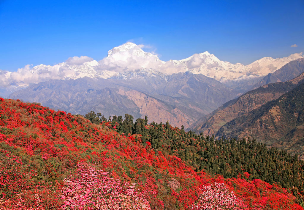 Frühling in Nepal