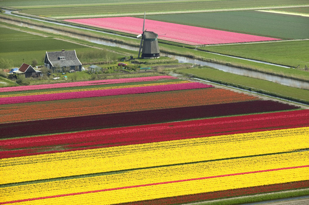 Tulpenfelder in dem Dorf Anna Paulowna, Niederlande