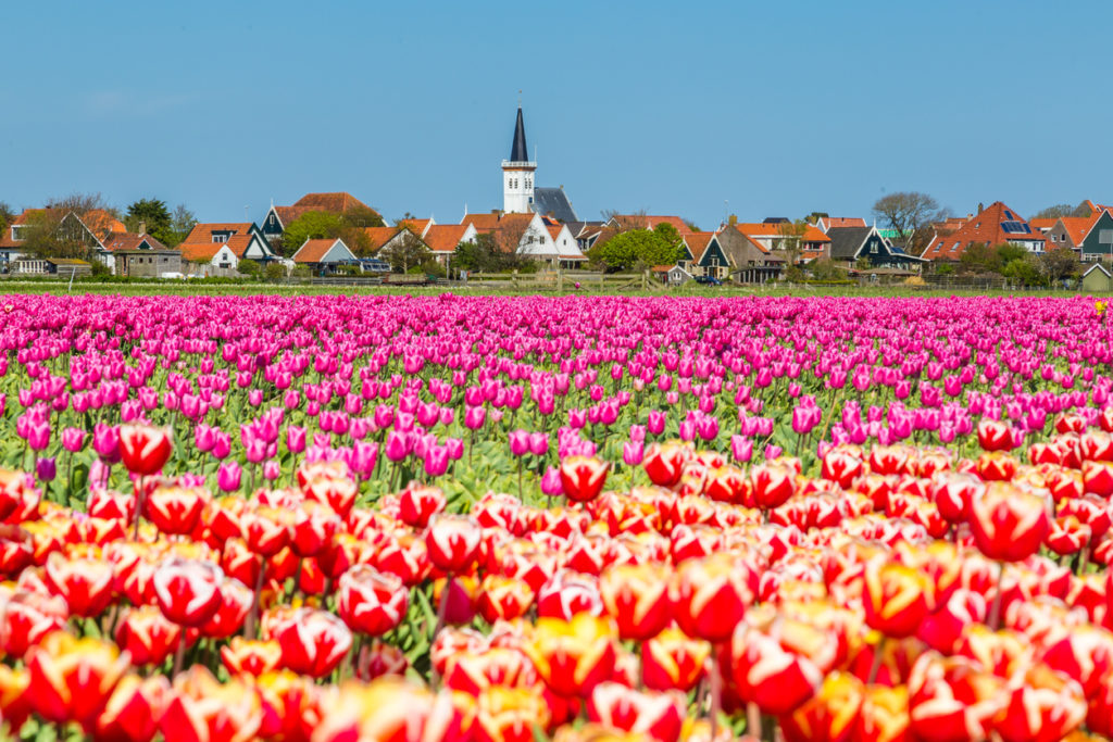 Tulpenfelder auf der Nordseeinsel Texel, Niederlande