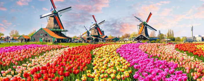 Tulpenblute In Holland Entdeckt Farbenfrohe Blutenmeere