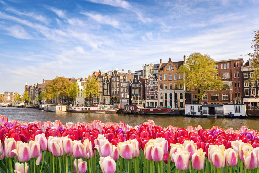 Tulpenblüte in Amsterdam
