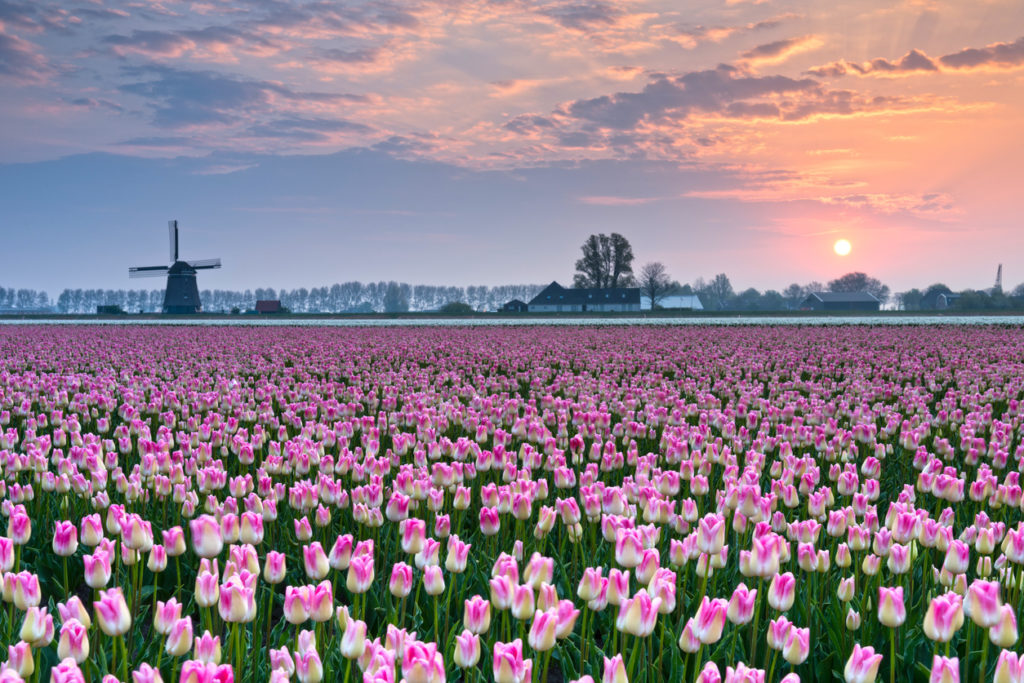 Tulpenblüte beim Sonnenuntergang, Holland