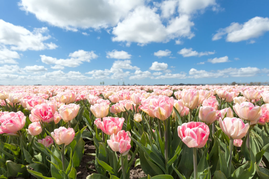 Flores de tulipanes en Holanda &#8211; Descubre coloridos mares de flores