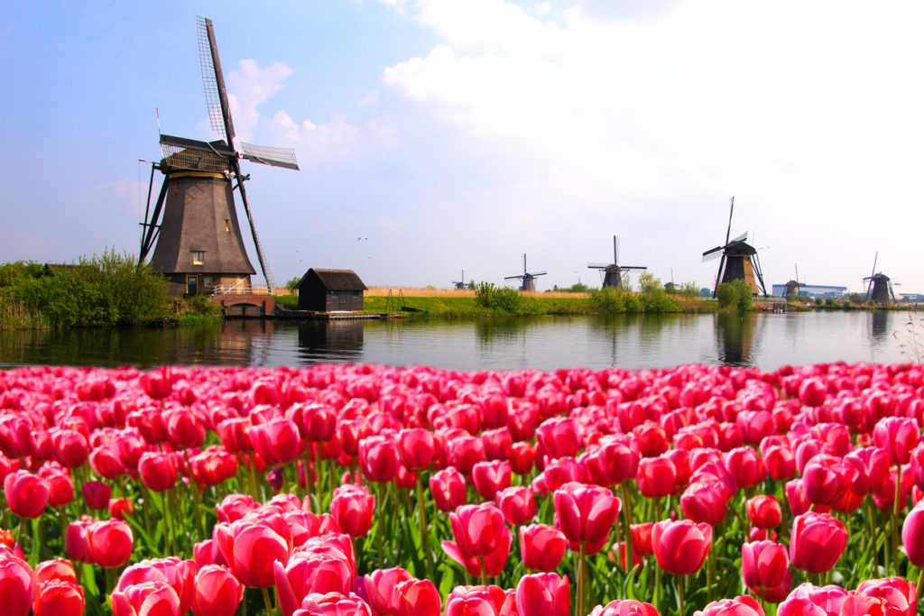 Tulpenfelder am Kanal, Holland