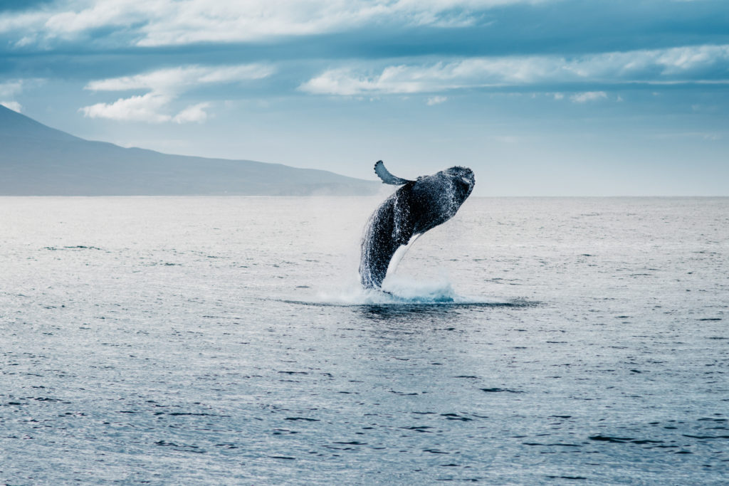 Wal vor Islands Küste