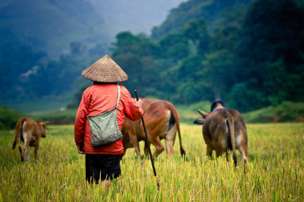 Wasserbüffel und Hirte in den Feldern von Myanmar