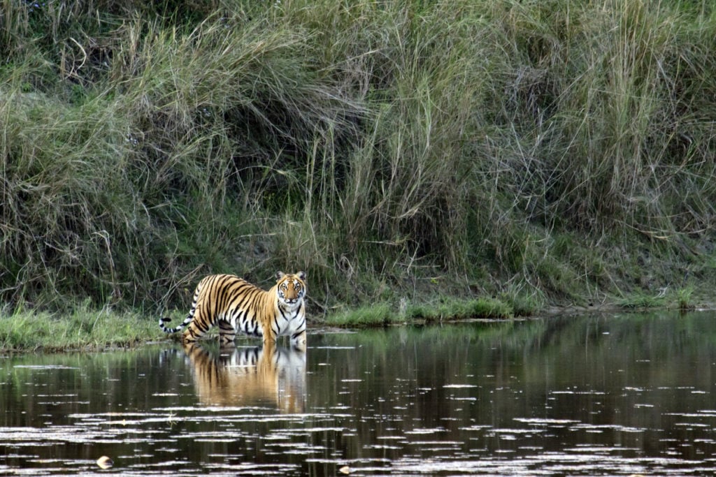 Chiwan Nationalpark in Nepal