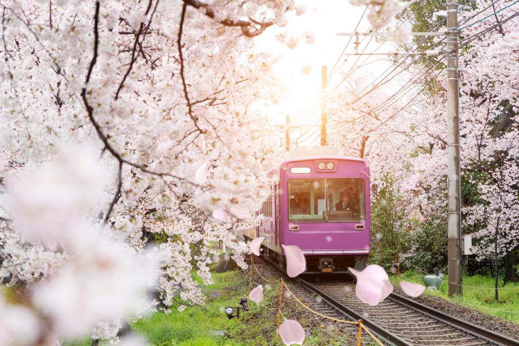Zugfahrt durch Kirschblüten in Kyoto, Japan