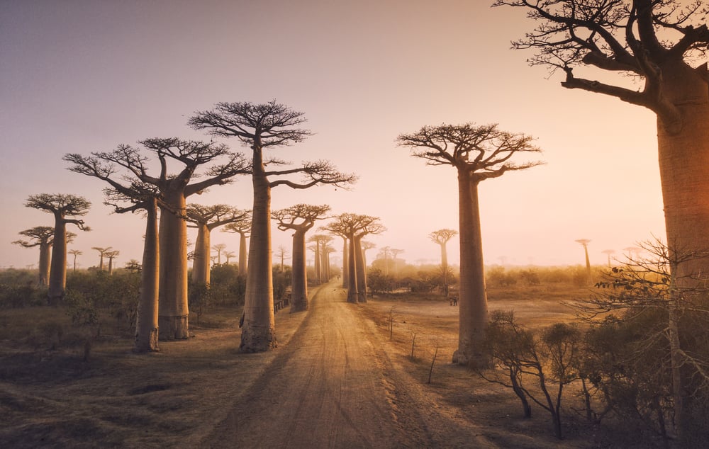 Baobabs, Affenbrotbäume, bei Morondava