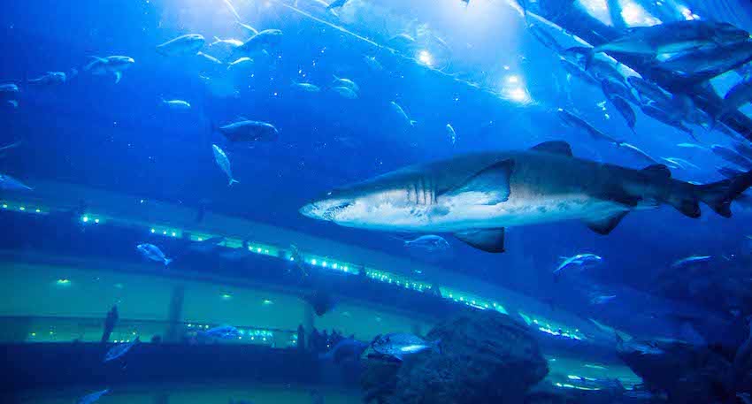 dubai aquarium unterwasser zoo hai