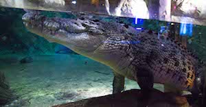 dubai aquarium unterwasser zoo krokodil