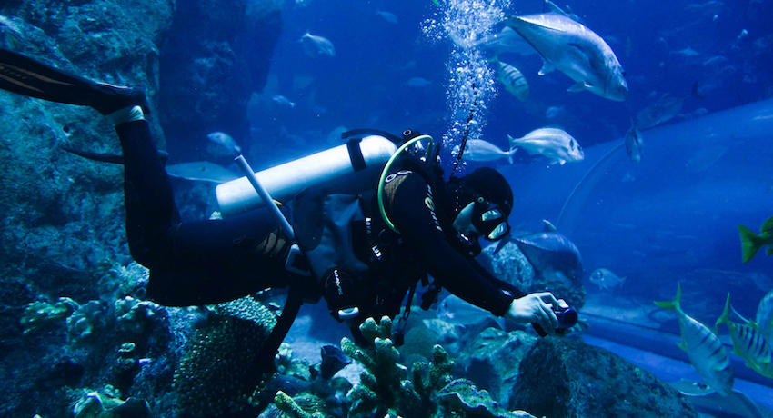 Unterwasser Zoo Tauchen