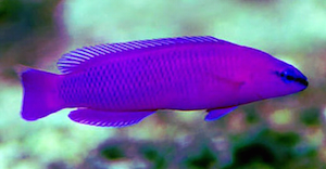 Aldabra Fingerwurz
