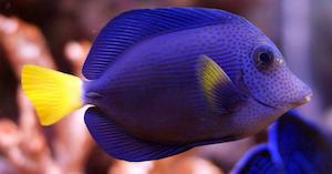 Blauer Segelflossen-Doktorfisch