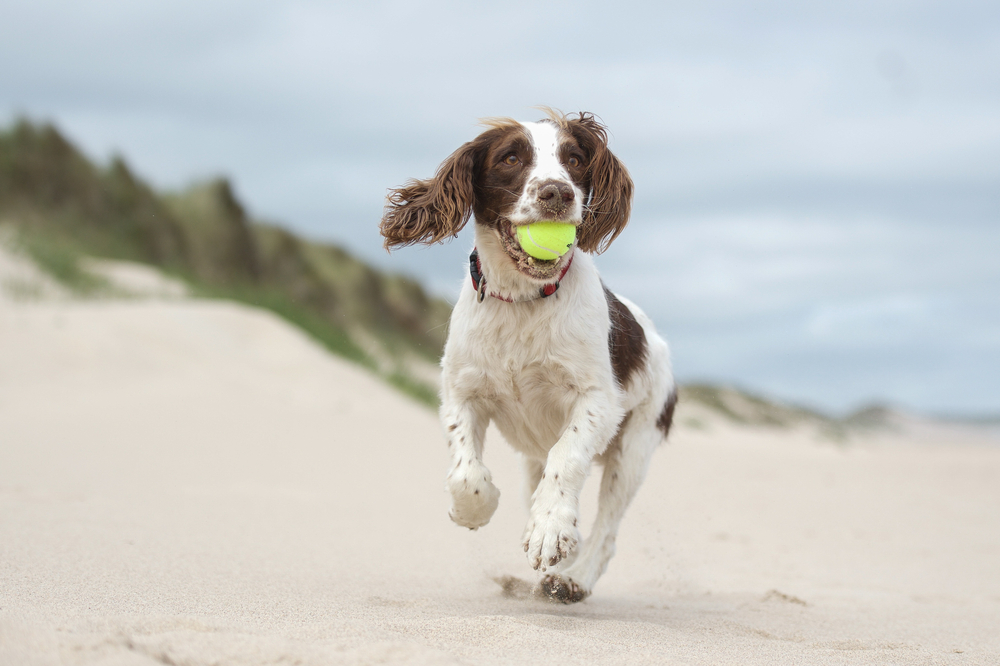 Hund mit Ball im Mund am Strand auf Rügen