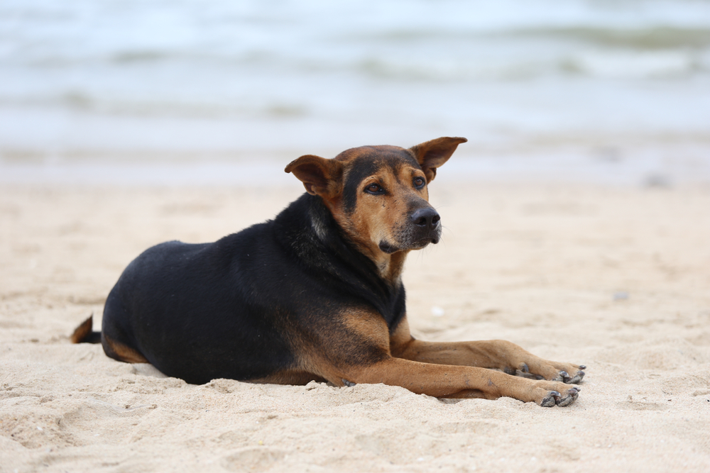 Hund liegt am Strand in Darß