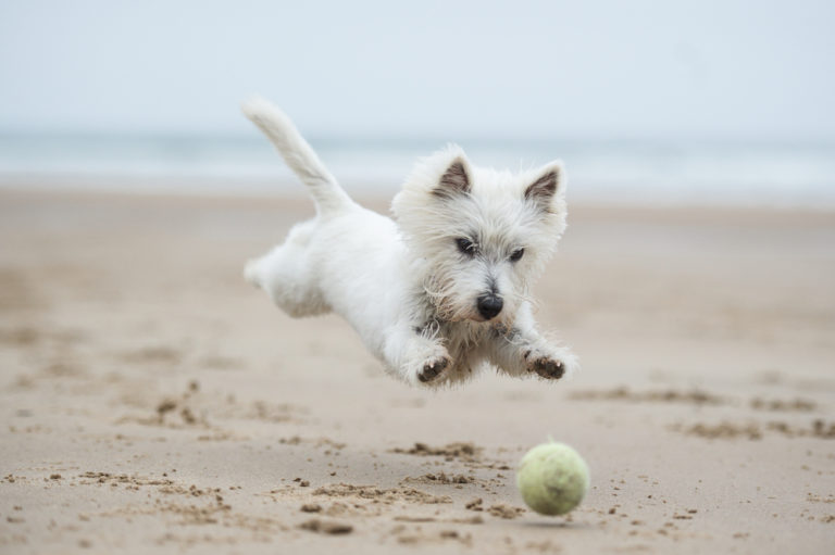 Die tollsten Hundestrände in Deutschland Urlaub am Meer mit Hund