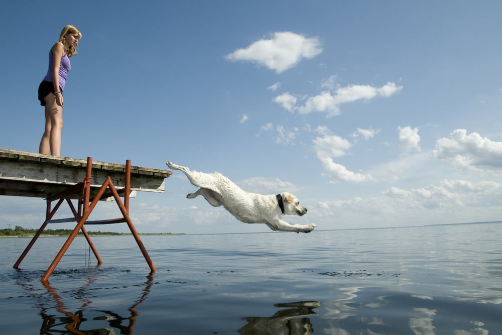 Hund springt vom Steg ins Wasser