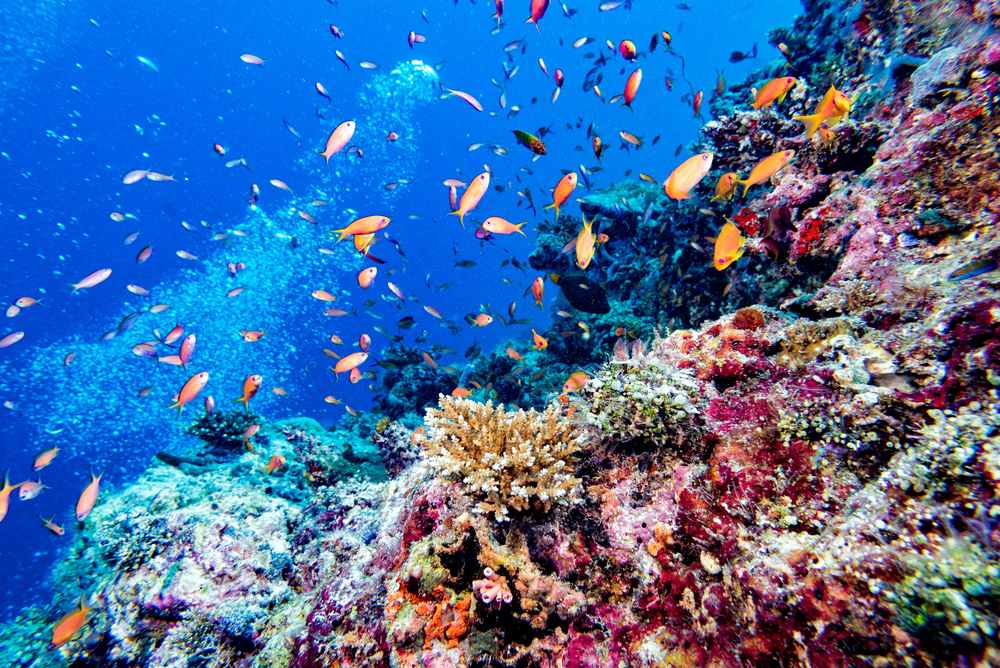 Korallenriff auf Bali